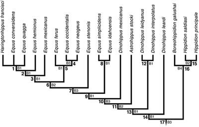 What Is Equus? Reconciling Taxonomy and Phylogenetic Analyses